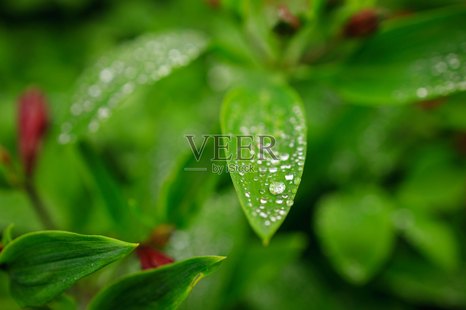 雨滴落在绿叶上照片摄影图片