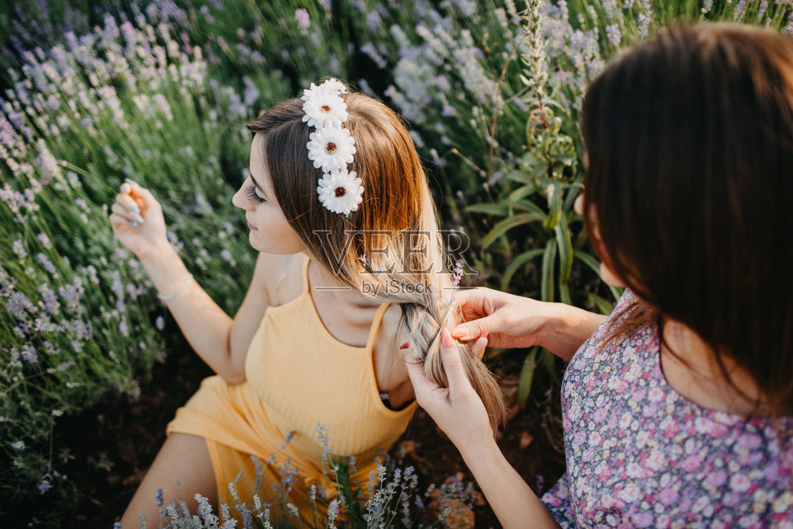 日落时分,两名优雅聪明的女性站在薰衣草地里照片摄影图片