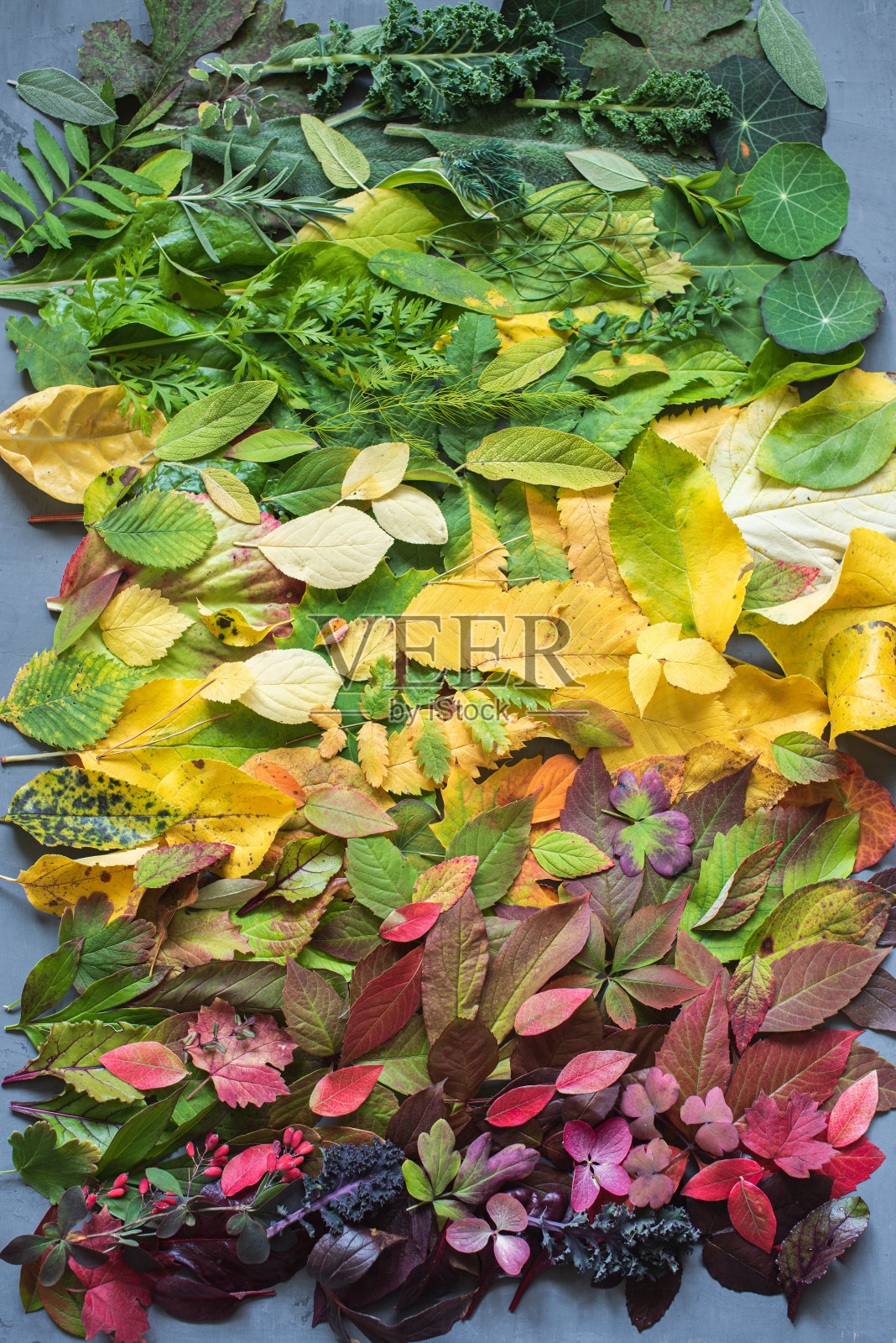 多色的秋天变化的秋天叶子彩虹背景从上面看照片摄影图片