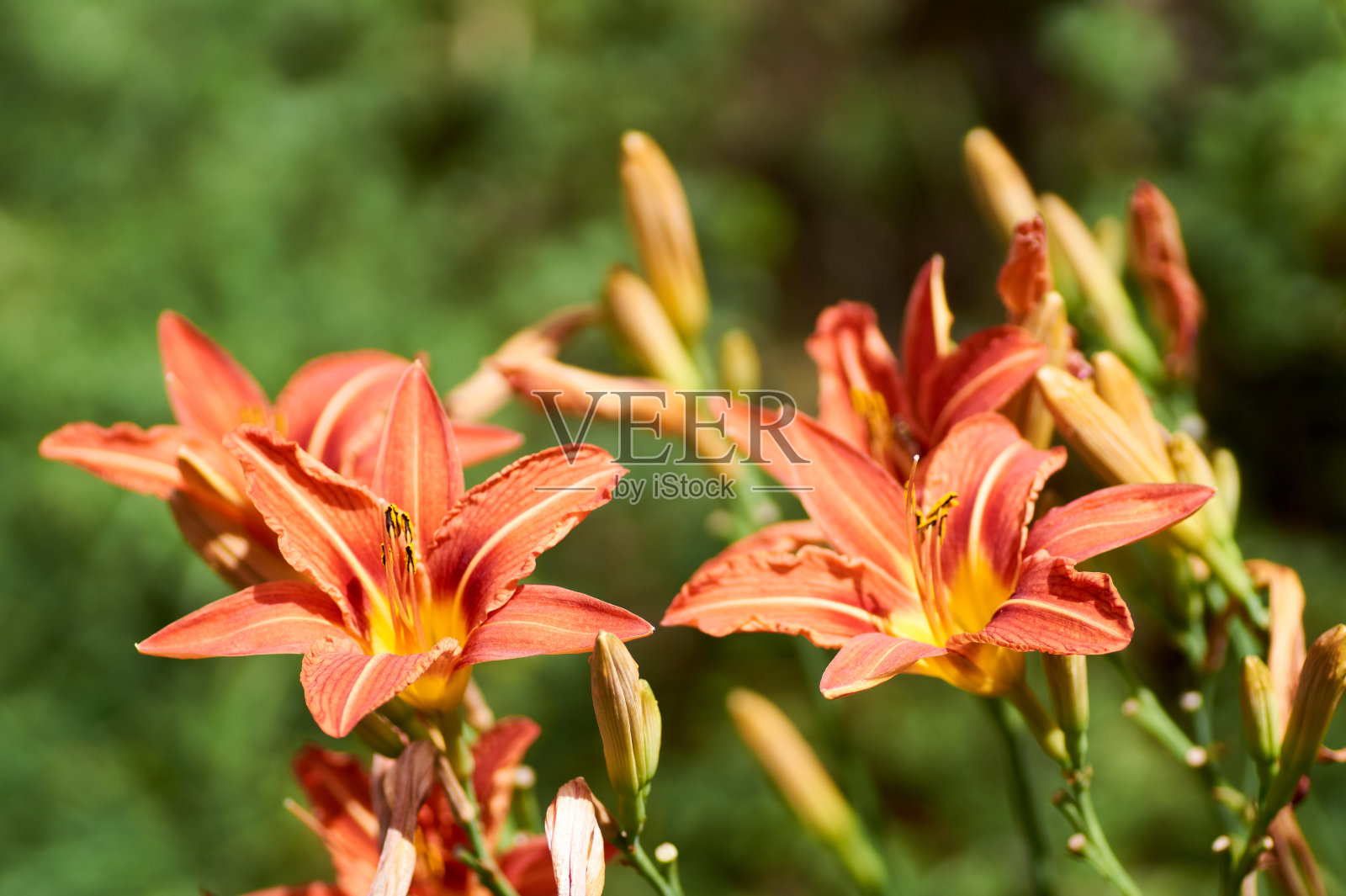 微距照片自然盛开的花橙黄百合。照片摄影图片