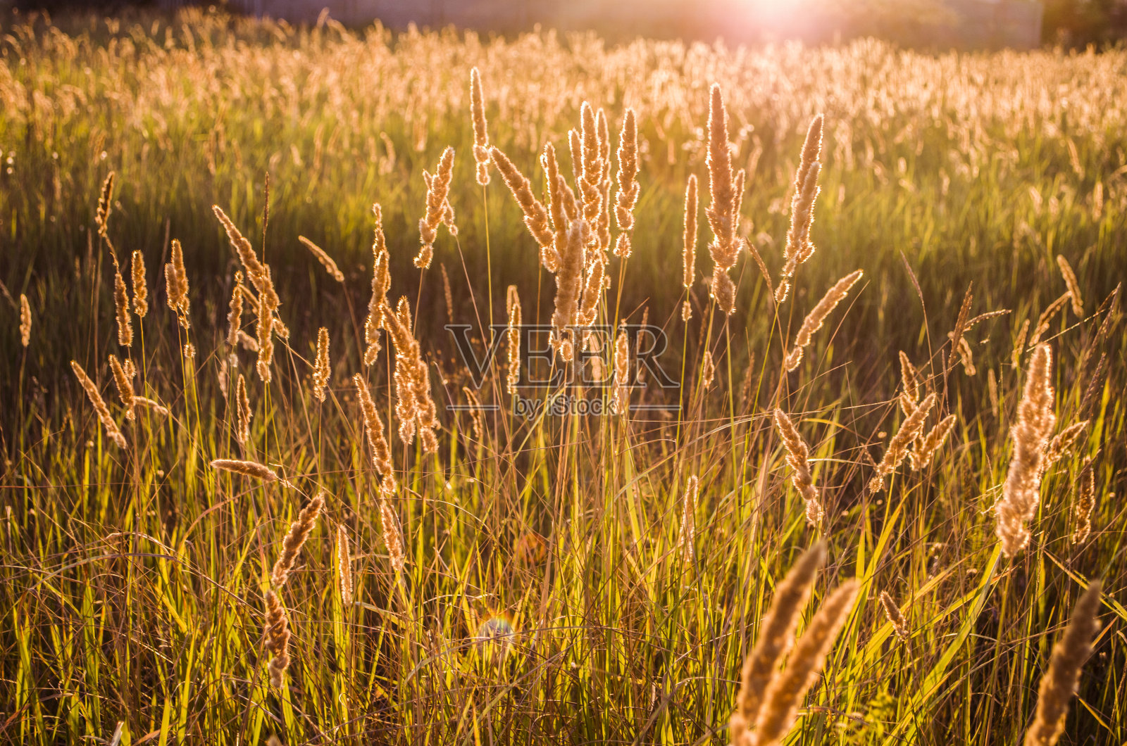 草甸小穗在夕阳的背景上。照片摄影图片