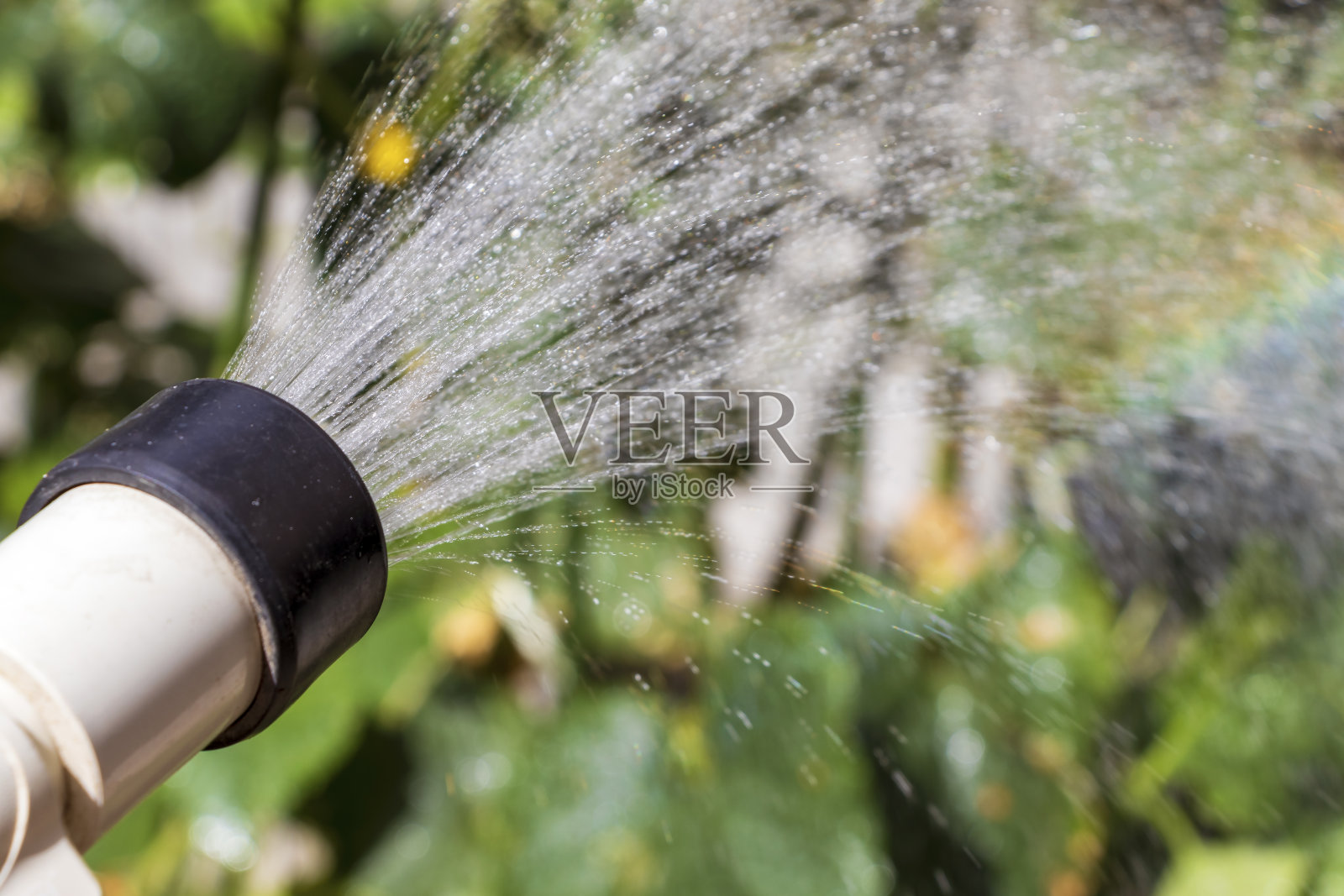 早晨浇水照片摄影图片