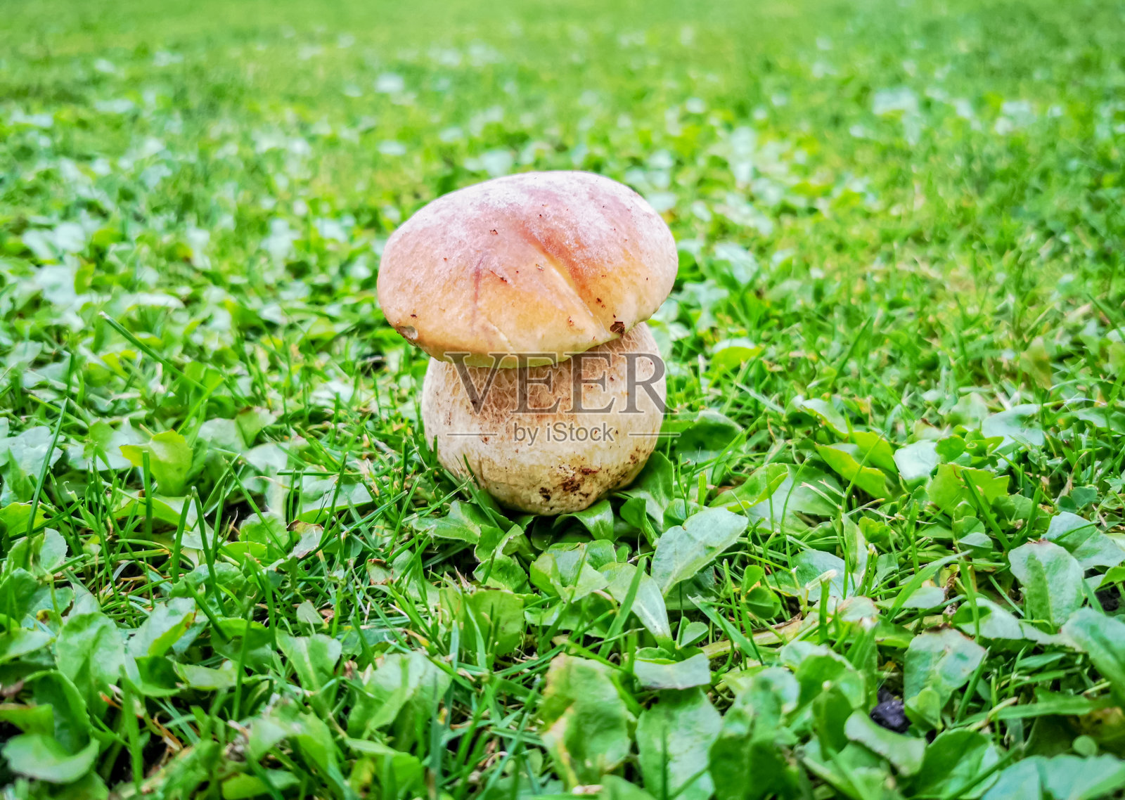 牛肝菌生长在草地上的牛肝菌照片摄影图片