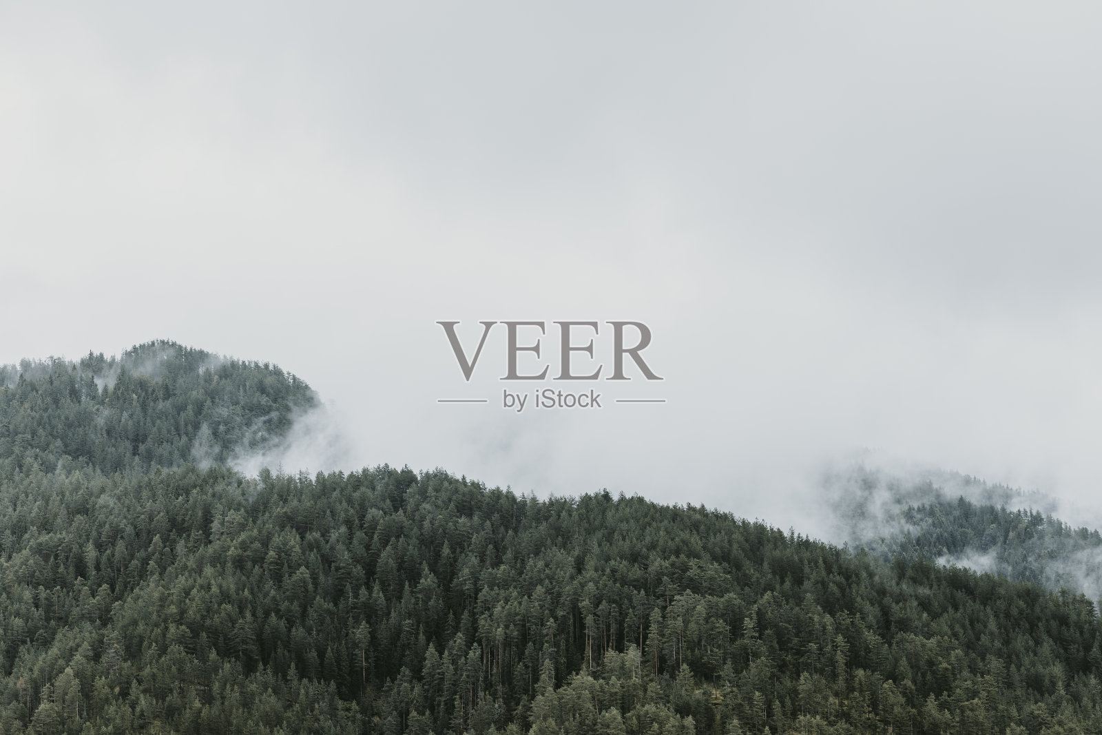 山上雾蒙蒙的松树林照片摄影图片