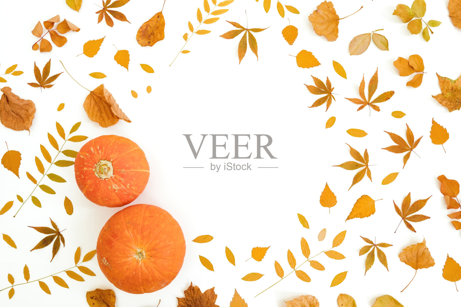 秋天的秋天树叶和南瓜在白色的背景框架。感恩节的概念。平躺,俯视图照片摄影图片