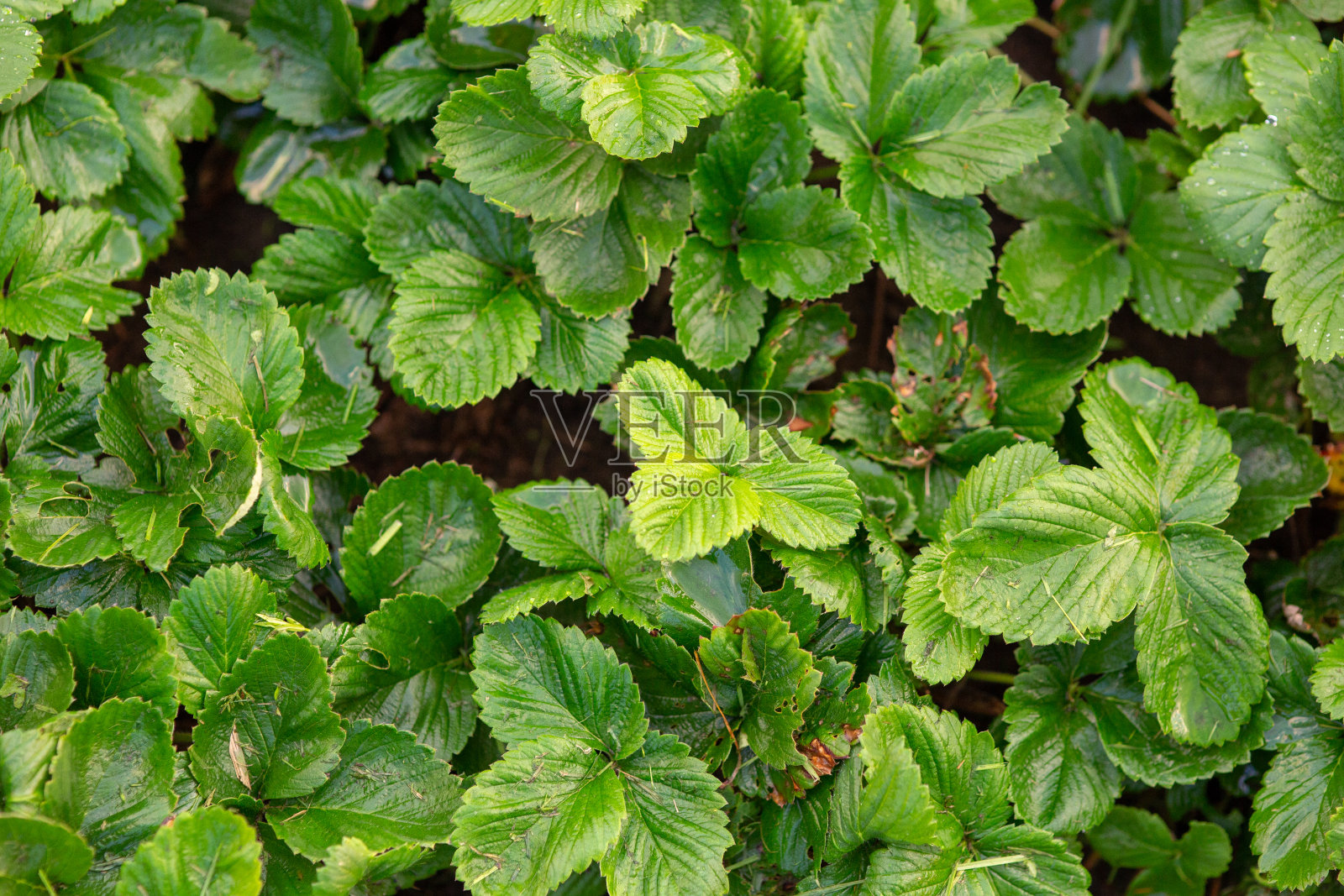 草莓花园与绿色的叶子俯视图照片摄影图片
