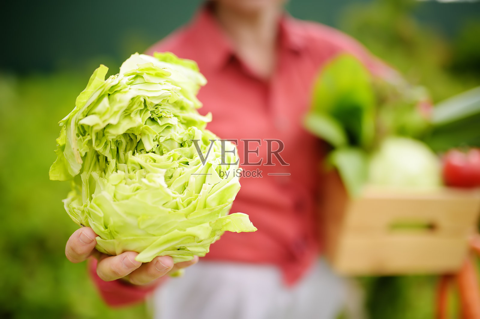一个农妇,抱着一箱新鲜采摘的有机蔬菜和卷心菜。健康的素食。收割。照片摄影图片