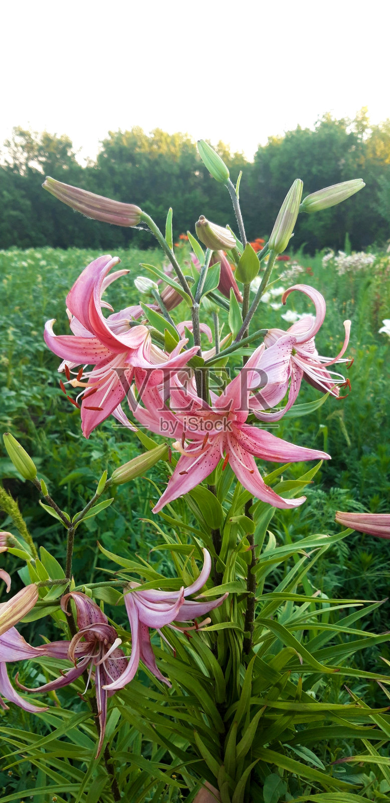 粉色的百合照片摄影图片