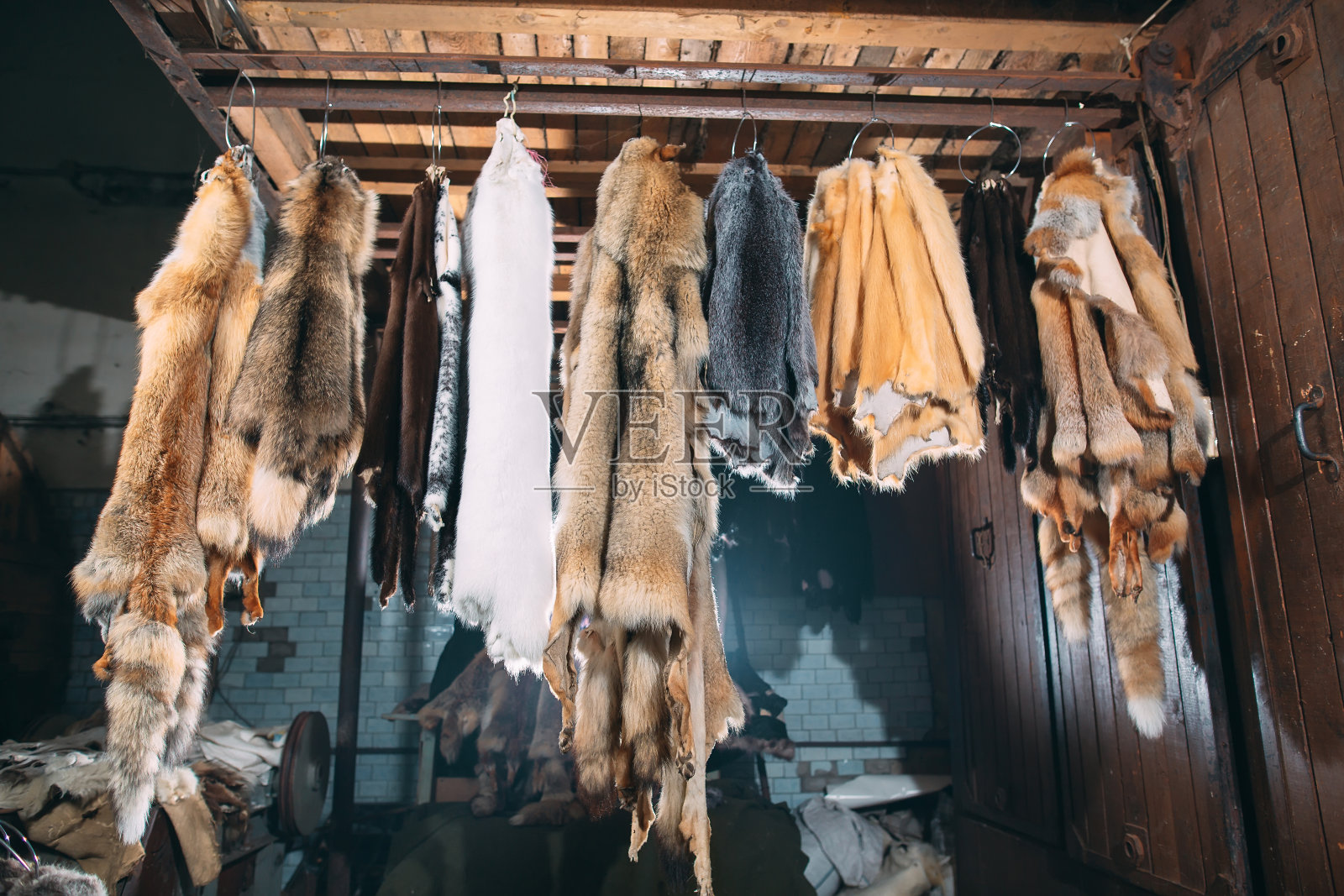 动物的皮毛。狐狸、浣熊、狼、海狸、水貂、海狸鼠挂后加工照片摄影图片