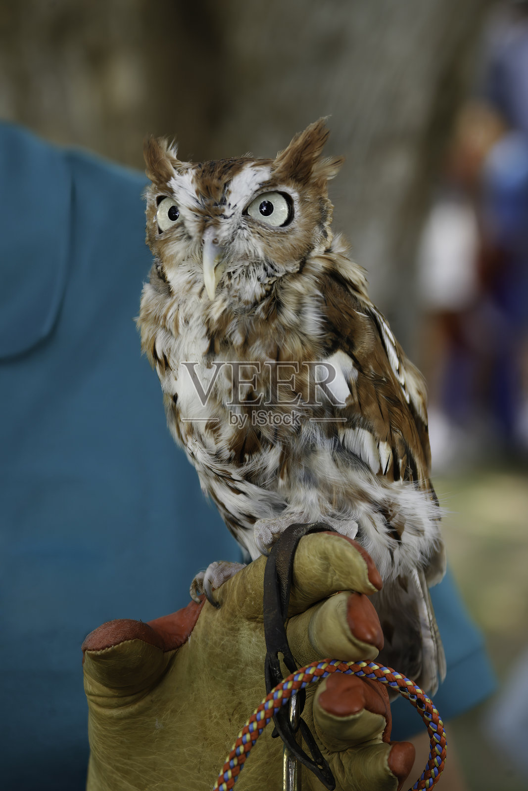 一只棕色的小猫头鹰照片摄影图片