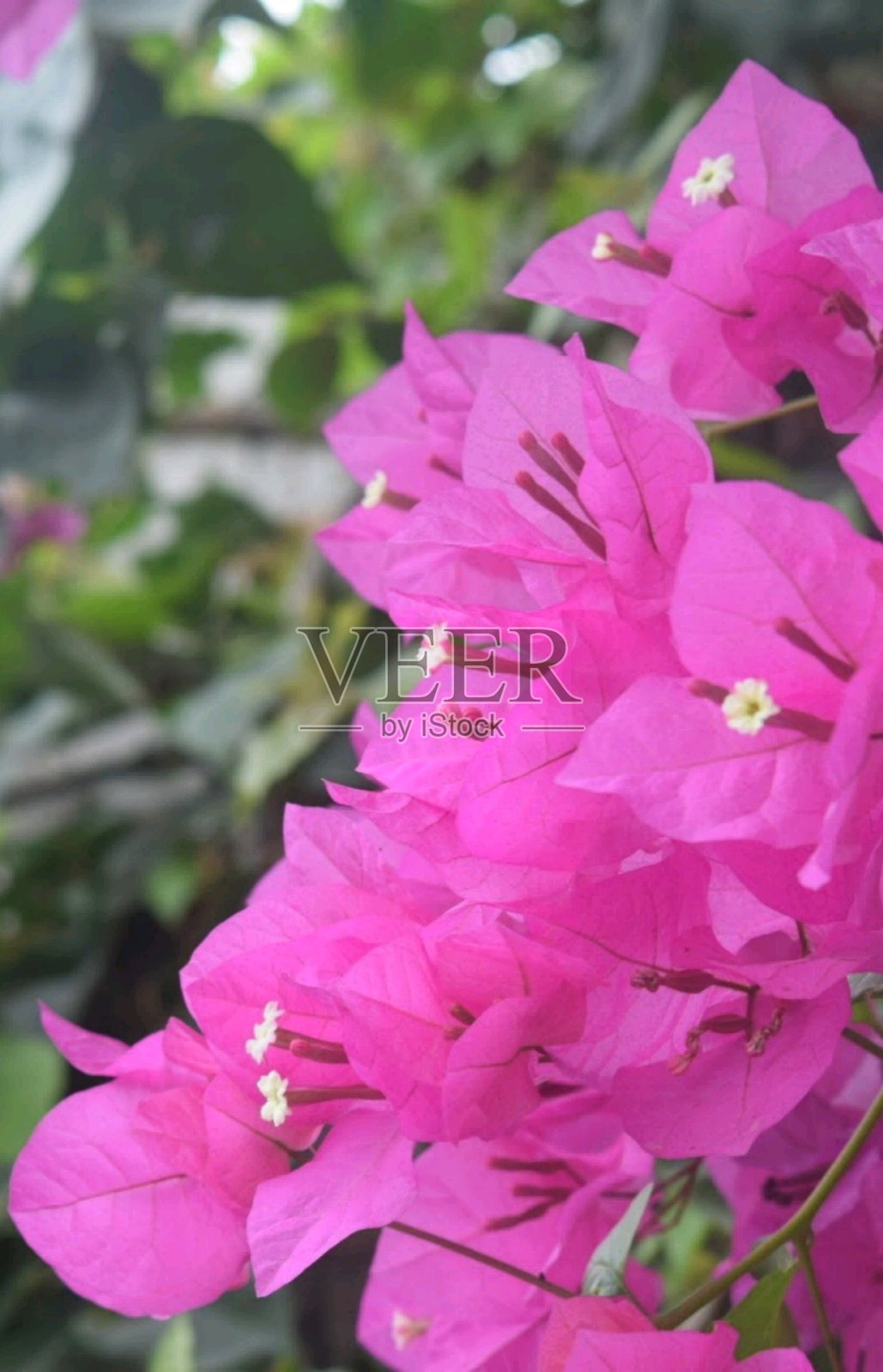 维拉内拉花照片摄影图片