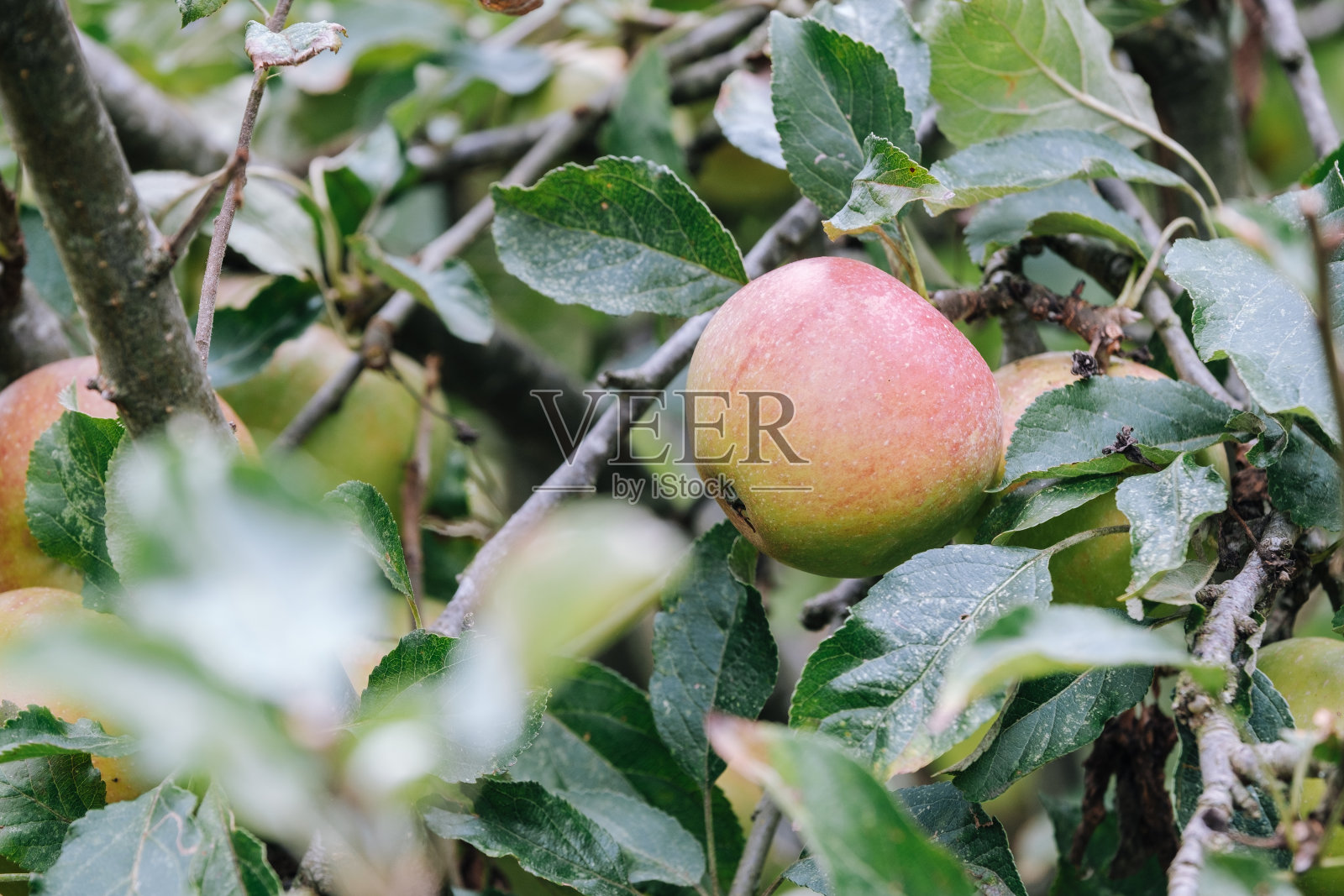 苹果在树上照片摄影图片