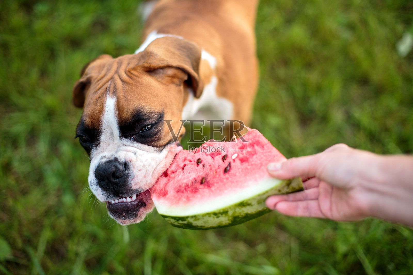 狗和西瓜照片摄影图片