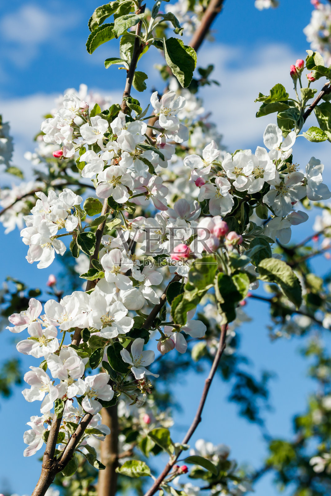 苹果花在花园里的蓝天背景照片摄影图片