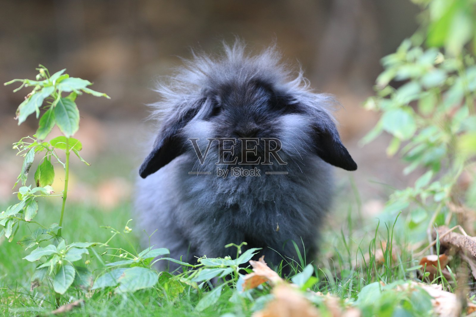 黑兔子在绿草地上照片摄影图片