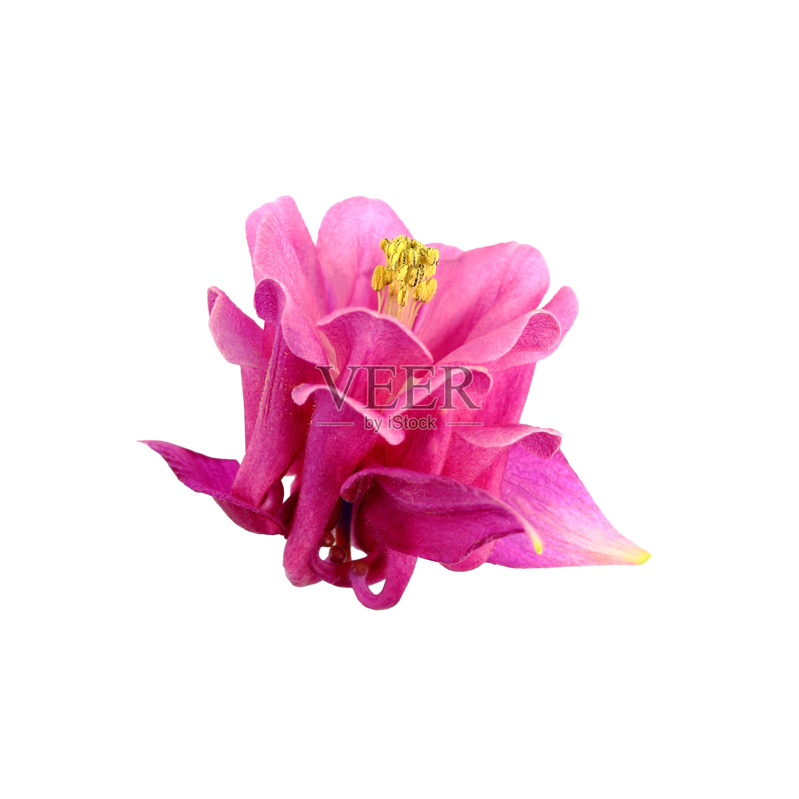 一种普通耧斗菜或耧斗菜的芽粉红色花在白色的背景上,孤立。照片摄影图片