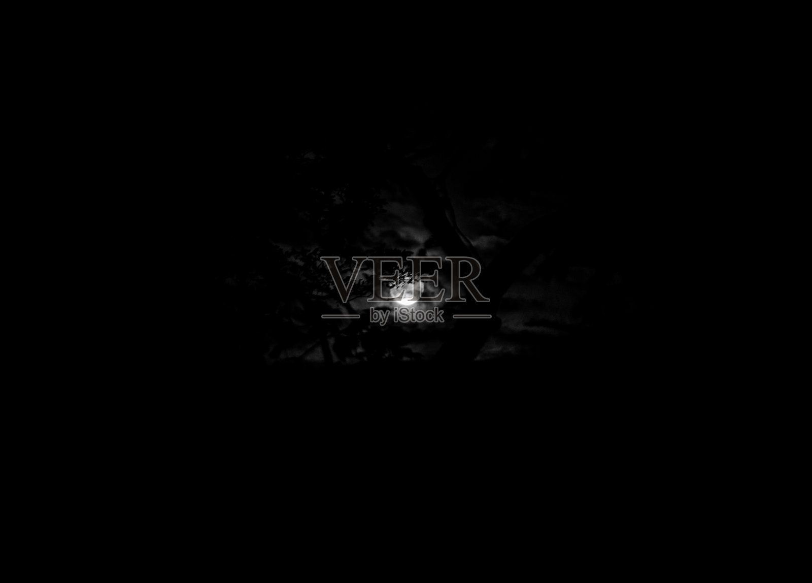 树林间的满月。照片摄影图片