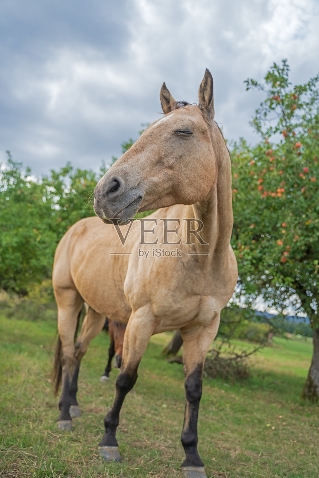 美女西马照片摄影图片