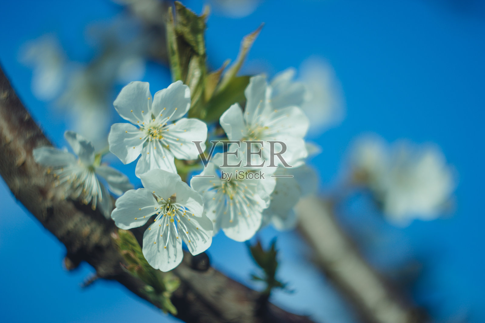炭的树开花照片摄影图片