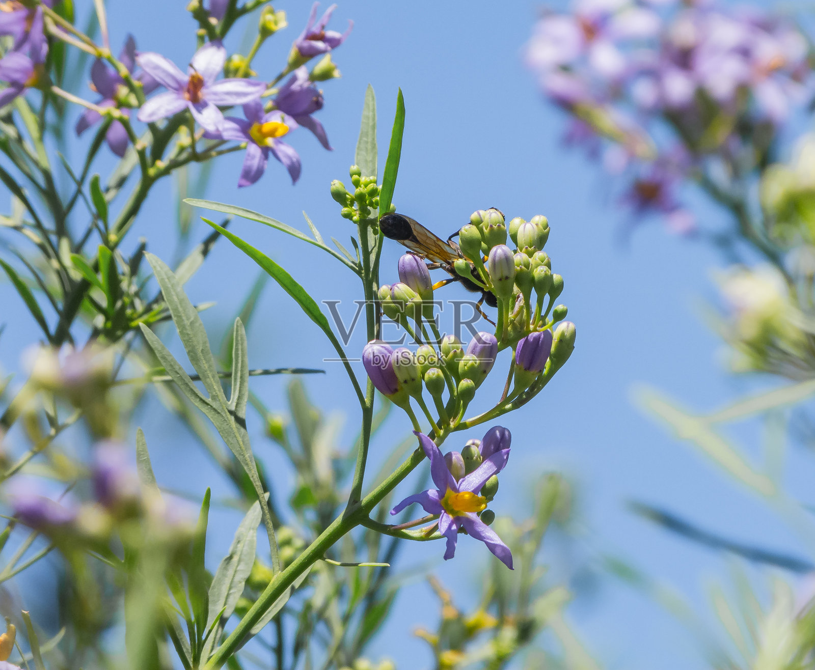 黄蜂在丁香花上照片摄影图片