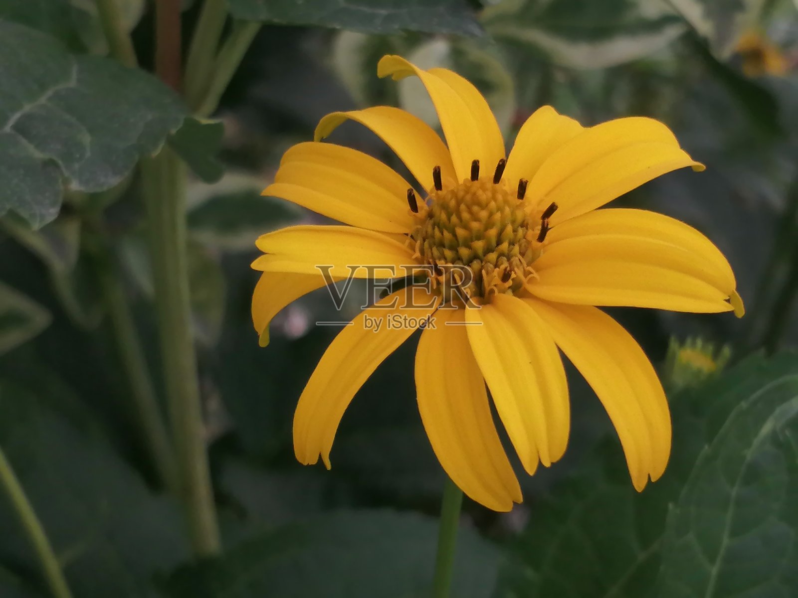 小阳光花照片摄影图片