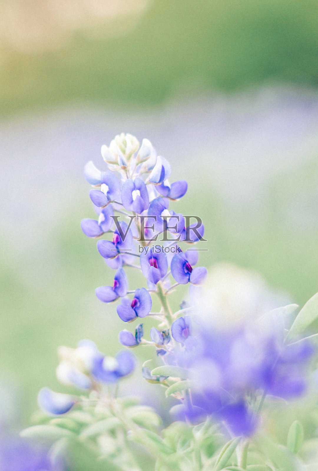 矢车菊照片摄影图片