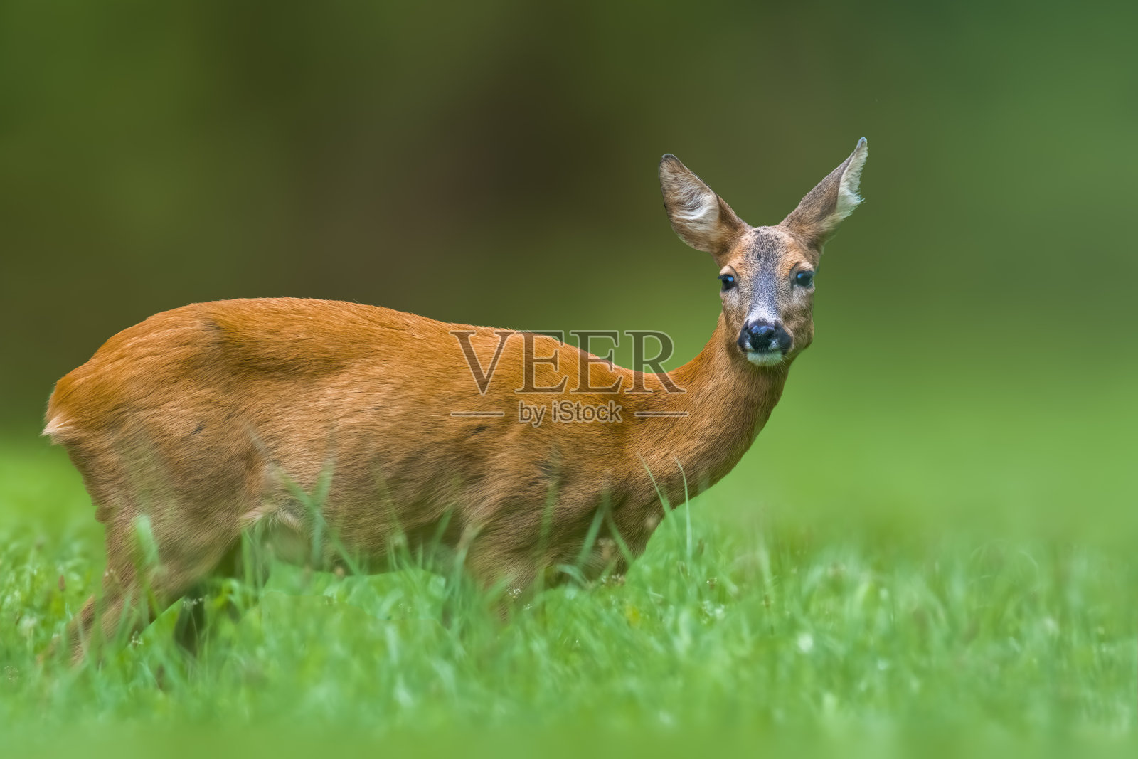 绿色草地上的一只年轻的母鹿照片摄影图片
