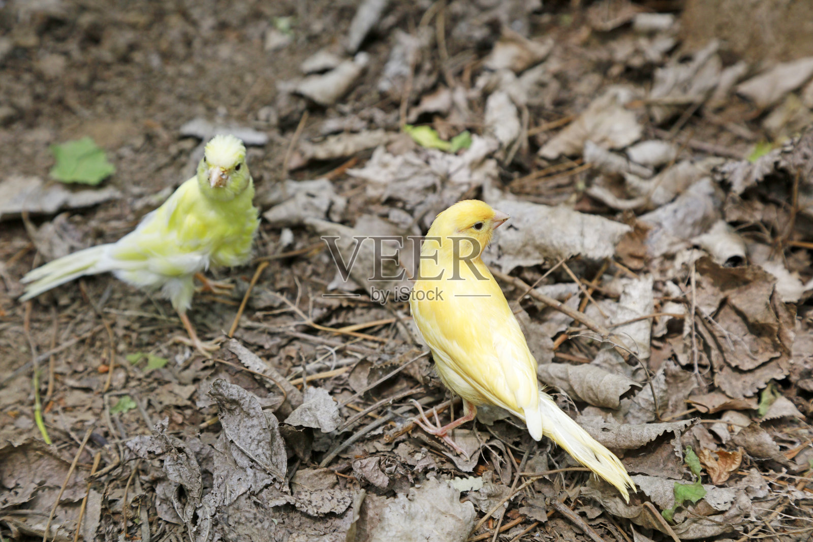 白色的玉鸟处于自然状态照片摄影图片