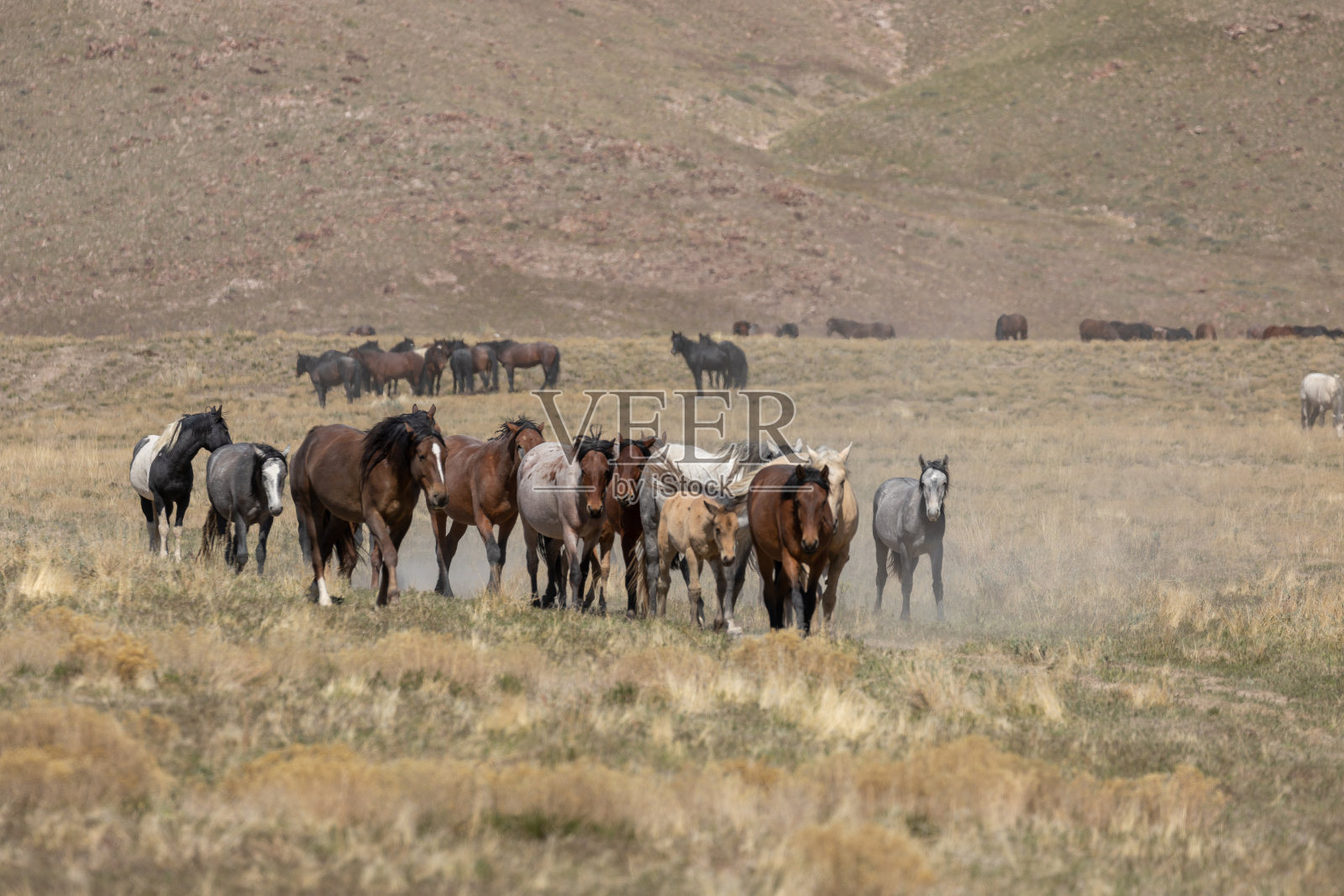 沙漠中的野马群照片摄影图片
