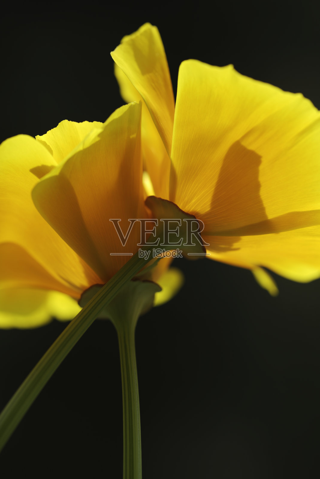 灿烂的阳光下金色的罂粟花。照片摄影图片