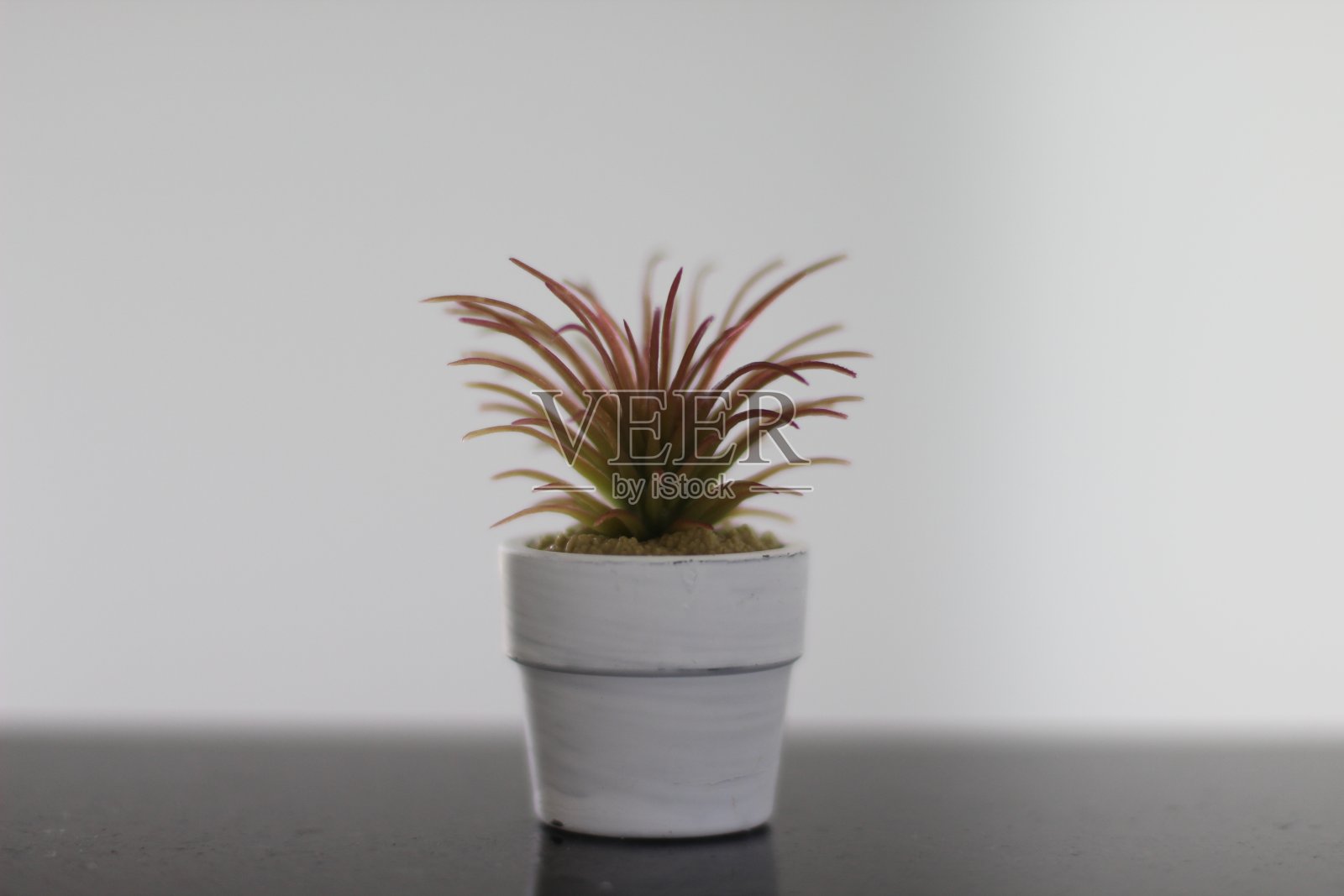 肉质植物的特写照片照片摄影图片