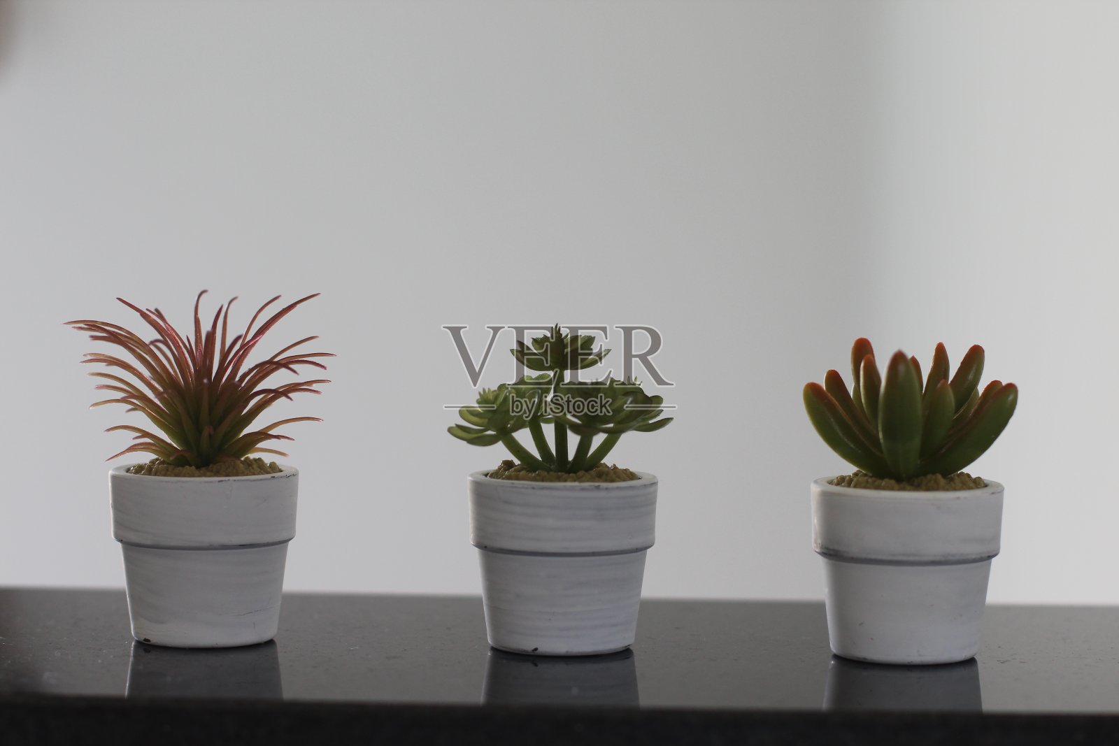 肉质植物的特写照片照片摄影图片