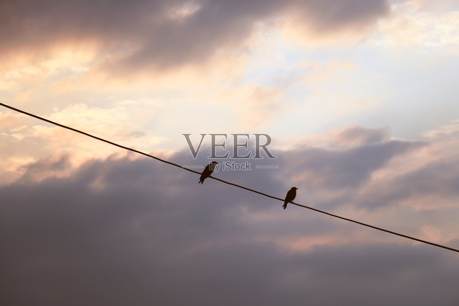 电线上有两只黑鸟照片摄影图片