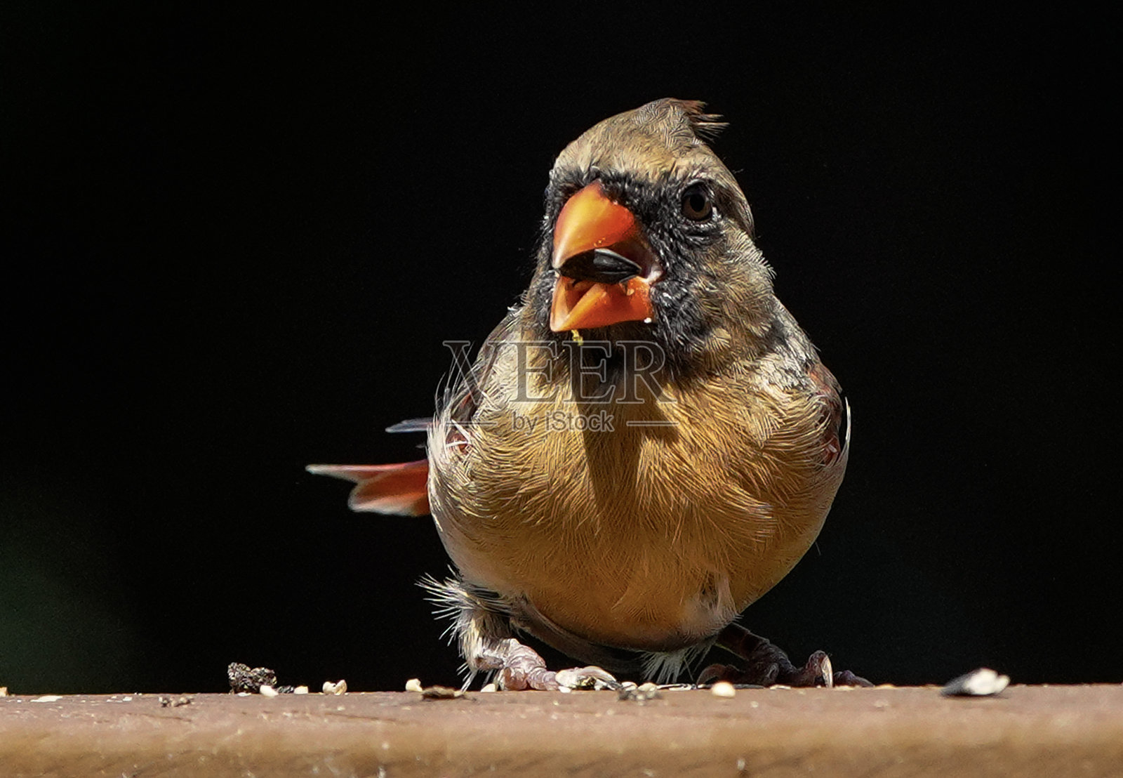 北部的红衣主教照片摄影图片