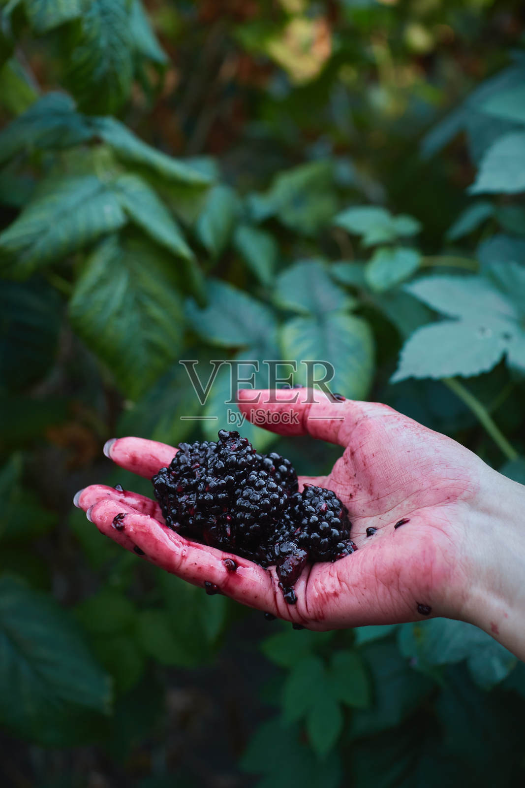 破碎的黑莓在女性的手中照片摄影图片