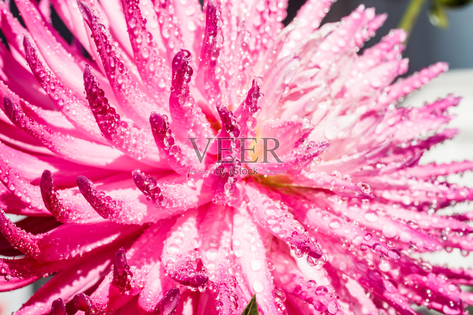 粉红色的大丽花和雨滴生长在花园里照片摄影图片