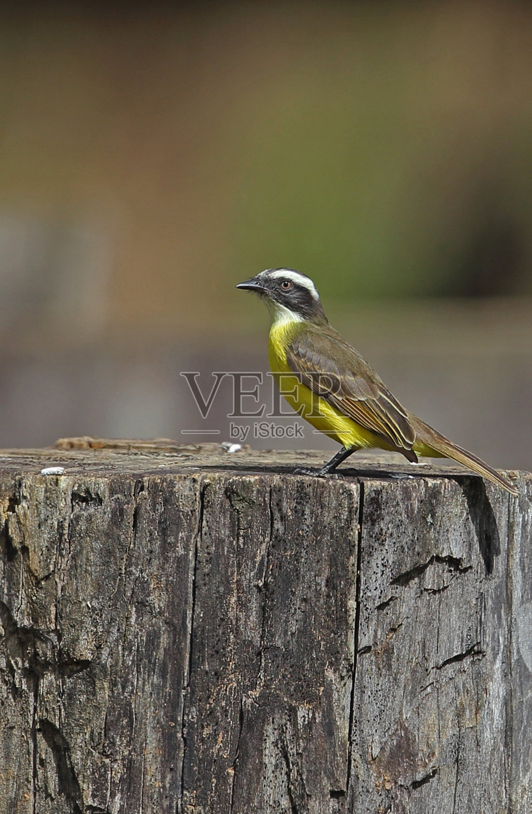 社会捕蝇草照片摄影图片