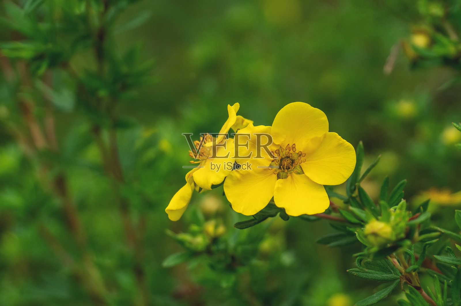 黄色花朵的特写。可爱的黄色药花在绿色的背景。本空间照片摄影图片