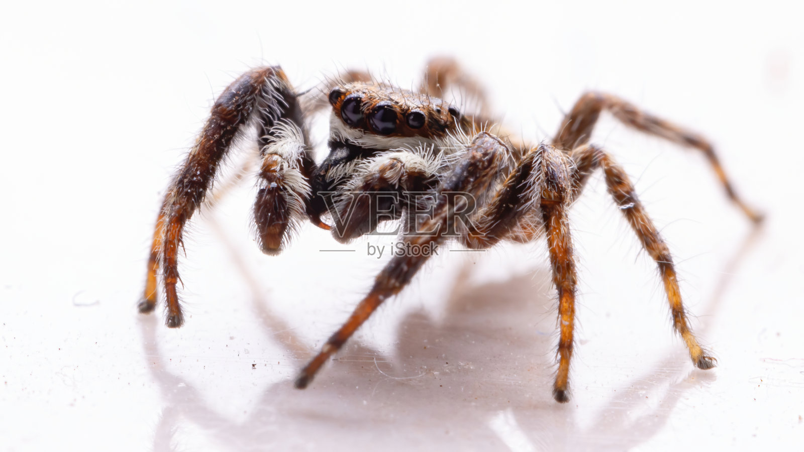 灰墙跳蜘蛛照片摄影图片