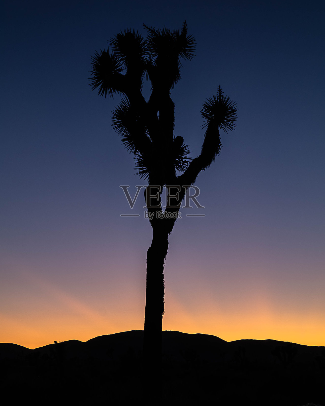 约书亚树日落照片摄影图片