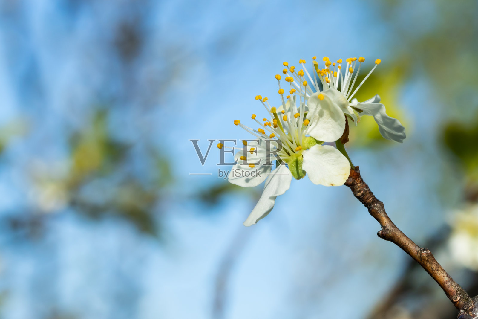 花园里美丽的白色樱花照片摄影图片
