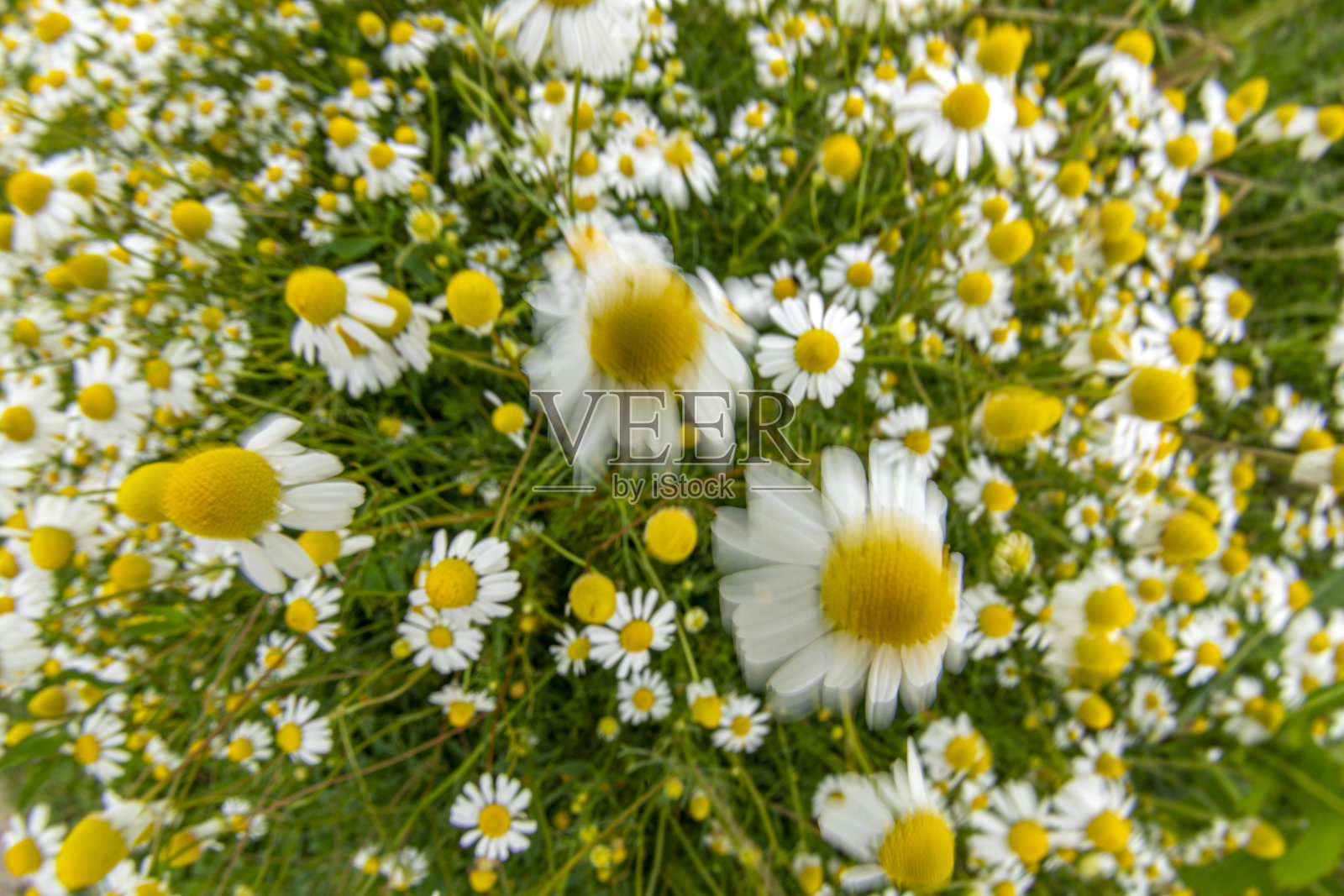 洋甘菊花田被风吹动照片摄影图片