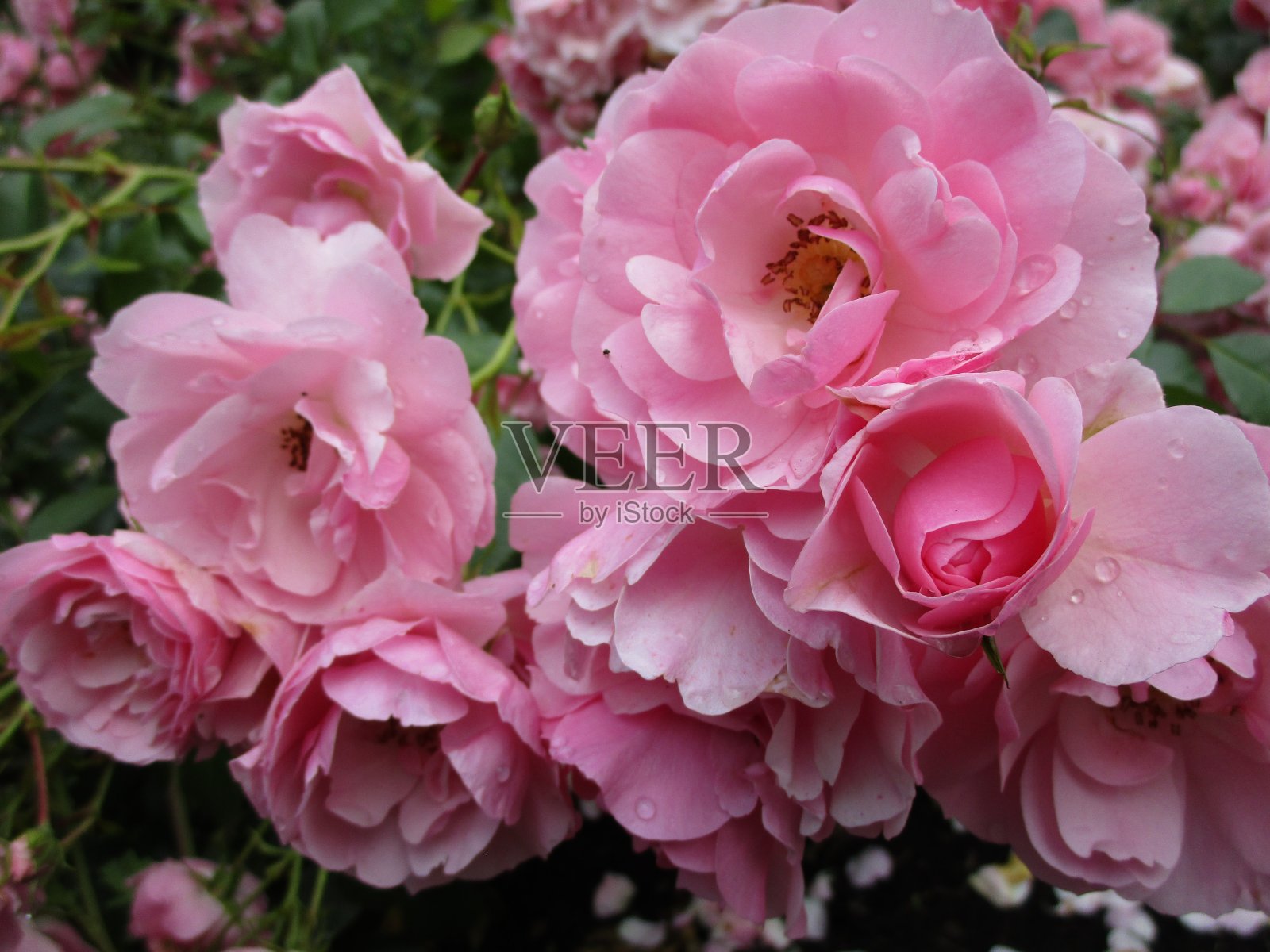 2020年女王伊丽莎白公园玫瑰花园,甜美的夏天,精致的粉色皇家博尼卡玫瑰照片摄影图片