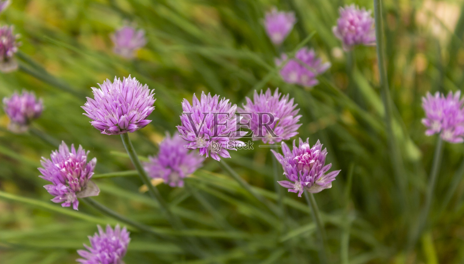 韭菜和鲜花在郁郁葱葱的绿叶户外照片摄影图片