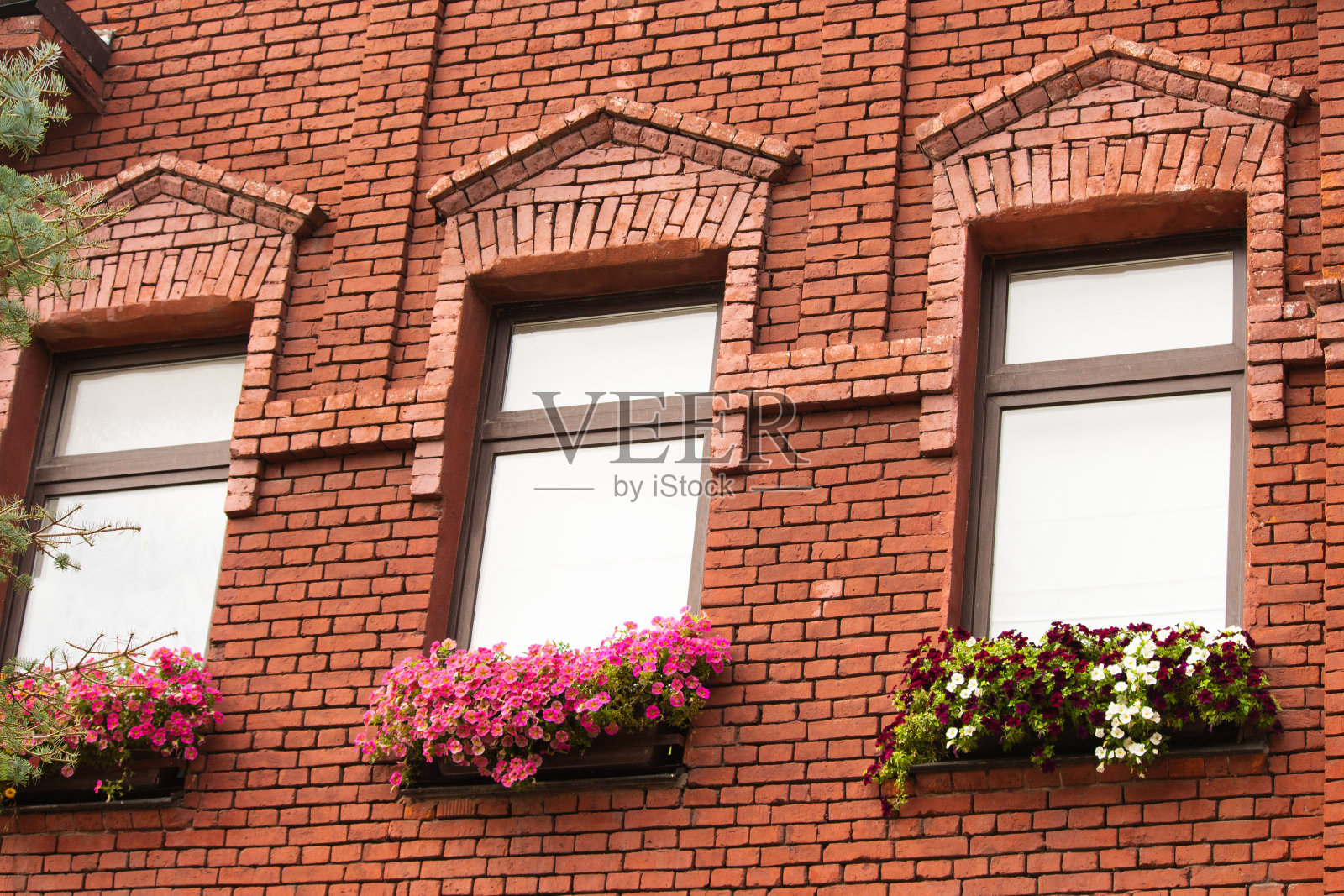 窗户用鲜花照片摄影图片