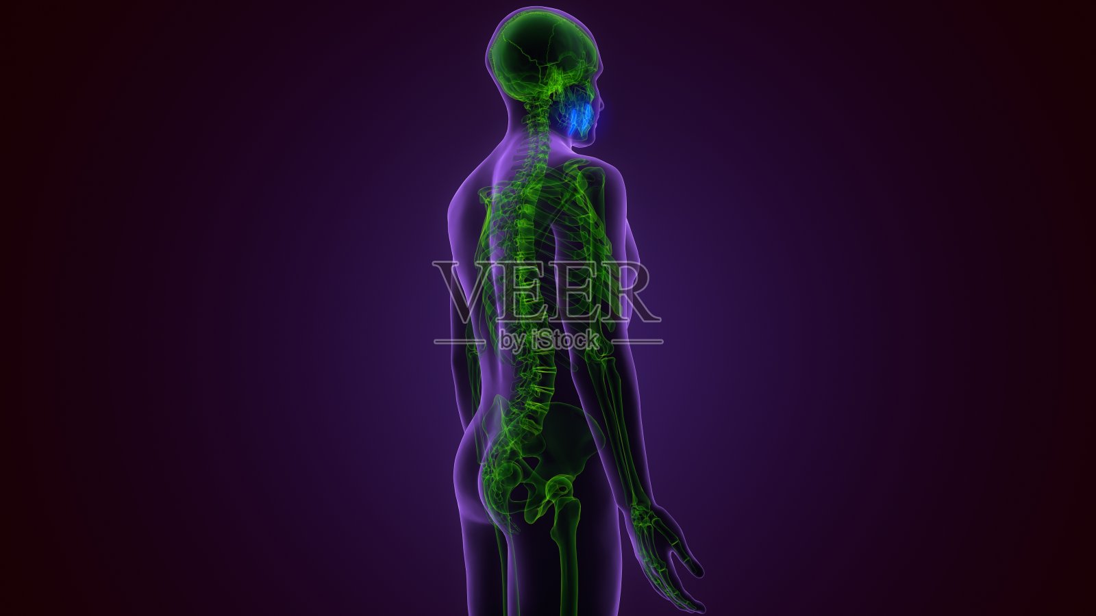 人类骨骼颅骨上颌骨解剖医学概念3D插图照片摄影图片