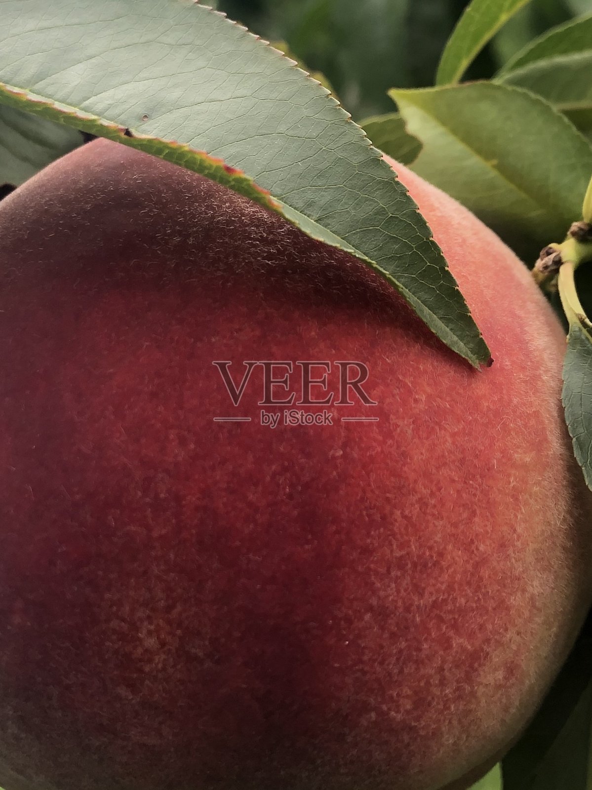 桃子照片摄影图片