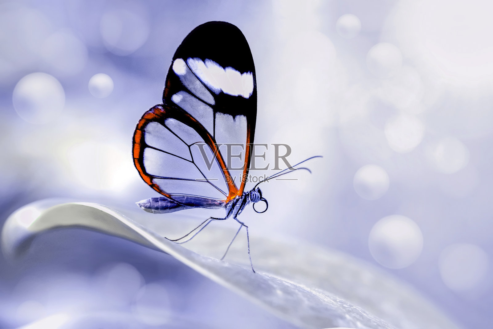 特写美丽的蝴蝶和花在花园里。照片摄影图片