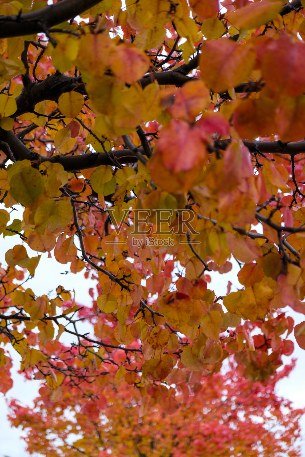 红色和橙色的叶子照片摄影图片