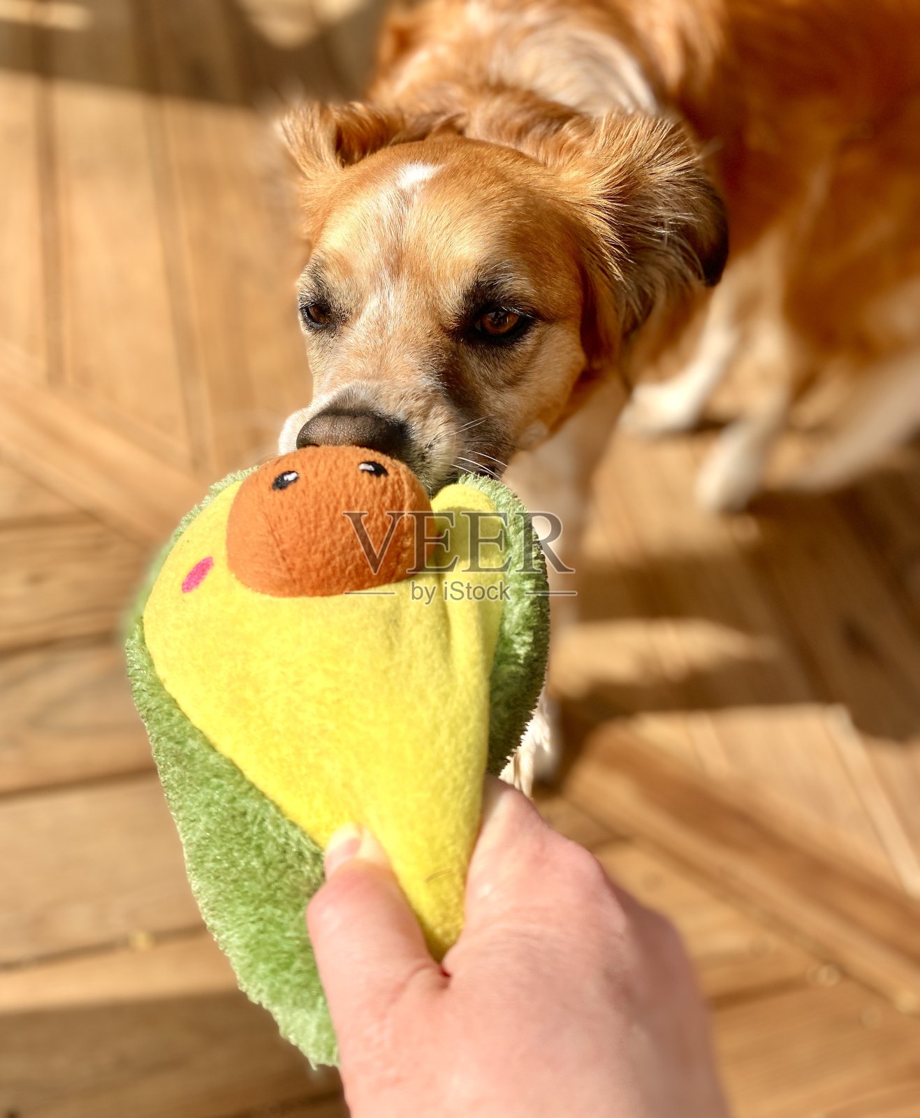 狗玩tug-a-war照片摄影图片